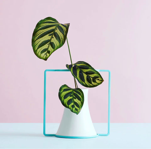 Top 10 Gift Ideas for Women: Thoughtful Home Decor Presents She’ll Love